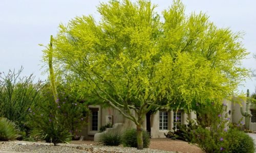 Palo Verde